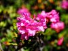 104_01_02be_slec_rjasti_Rhododendron_ferrugineum_IMG_6453aa.jpg