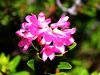 104_01_02bf_slec_rjasti_Rhododendron_ferrugineum_IMG_6442aa.jpg