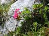 104_01_03cd_slec_dlakavi_Rhododendron_ferrugineum_IMG_2143a.jpg
