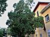 104_05_01ca_jagodicnica_navadna_Arbutus_unedo_IMG_3174aa.jpg