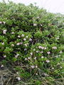 104_06_01ba_vednozeleni_gornik_Arctostaphylos_uva-ursi_DSC00038.jpg