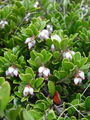 104_06_01bb_vednozeleni_gornik__Arctostaphylos_uva-ursi_DSC09500.jpg