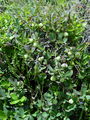 104_06_01bd_vednozeleni_gornik_Arctostaphylos_uva-ursi_DSC00880.jpg