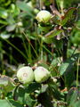 104_06_01be_vednozeleni_gornik_Arctostaphylos_uva-ursi_DSC00879.jpg
