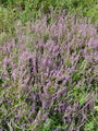 104_07_01ba_jesenska_vresa_Calluna_vulgaris.jpg