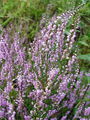 104_07_01bb_jesenska_vresa_Calluna_vulgaris.jpg