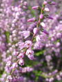 104_07_01bc_jesenska_vresa_Calluna_vulgaris.jpg