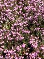 104_08_01cb_Resa_spomladanska_Erica_carnea_cb.jpg