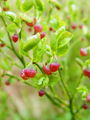 104_09_01ba_borovnica_crnica_Vaccinium_myrtillus_DSC09985.jpg