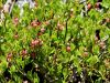 104_09_01cb_borovnica_crnica_Vaccinium_myrtilus_IMG_7298aa.jpg