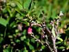 104_09_02cd_kopisnica_drobnolistna_Vaccinium_gaultherioides_IMG_7840a.jpg