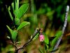 104_09_03be_kopisnica_barjanska_Vaccinium_uliginosum_IMG_6434aa.jpg