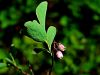 104_09_03bf_kopisnica_barjanska_Vaccinium_uliginosum_IMG_6435aa.jpg