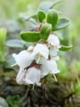 104_09_04bc_brusnica_Vaccinium_vitis-idaea_DSC00054.jpg