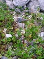 105_04_02ba_okroglolistna_zelenka_Pyrola_rotundifolia.jpg