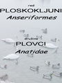 107a_plovci_Anatidae.jpg