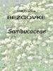 108_00_00c_Bezgovke_Sambucaceae_2009_05160080.jpg