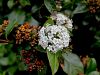 108_02_03ce_nepravi_lovor_Viburnum_tinus_IMG_5522.JPG