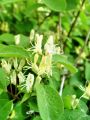 109_01_01bc_Kostenicevje_puhastolistno_Lonicera_xylosteum_DSC09817.jpg