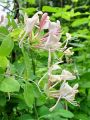109_01_06ac_Kostenicje_kovacnik_Lonicera_caprifolium_DSC09496.jpg