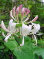109_01_06bc_kovacnik_Lonicera_caprifolium_DSC09297.jpg