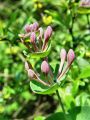 109_01_06bd_Kostenicevje-kovacnik_Lonicera_caprifolium_DSC09993a.jpg