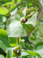 109_01_06be_kovacnik_Lonicera_caprifolium_DSC09765a.jpg