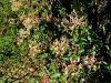 109_01_06bi_kostenicevje-kovacnik_Lonicera_caprifolium_IMG_6336a.jpg