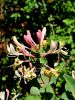 109_01_06bk_kostenicevje-kovacnik_Lonicera_caprifolium_IMG_6339a.jpg