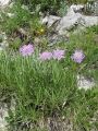 112_06_01cbGrintavec_travnolistni_Scabiosa_graminifolia_DSC00016.JPG
