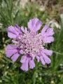 112_06_01cc_Grintavec_travnolistni_Scabiosa_graminifolia_DSC00033.JPG