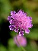 112_06_02cf_grintavec_Hladnikov_Scabiosa_hladnikiana_IMG_7799a.jpg