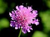 112_06_02cg_grintavec_Hladnikov_Scabiosa_hladnikiana_IMG_7800a.jpg