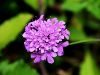112_06_02ci_grintavec_Hladnikov_Scabiosa_hladnikiana_IMG_7869a.jpg