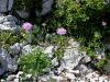 112_06_03bb_grintavec_blesceci_Scabiosa_lucida_IMG_3555a.jpg