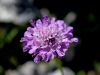 112_06_03bc_grintavec_blesceci_Scabiosa_lucida_IMG_3556a.jpg