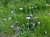112_06_03cb_grintavec_blesceci_Scabiosa_lucida_IMG_7657s.jpg