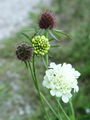 112_06_06af_grintavec_rumenkasti_Scabiosa_ochroleuca_af.jpg