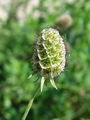 112_06_06ag_Grintavec_rumenkasti_Scabiosa_ochroleuca_ag.jpg