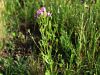 114_02_01ac_tavzentroza_navadna_Centaurium_erythraea_IMG_1356.JPG