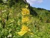 114_03_01ace_Svisc_rumeni_Vardjanov_Gentiana_lutea_ssp__vardjanii_IMG_4474a_(2).jpg