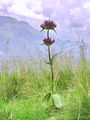 114_03_02ca_Svisc_panonski_Gentiana_pannonica_zav_C_O1_DSC03578.jpg