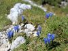 114_03_05ba_svišč_Froelichov_Gentiana_froelichi_IMG_3550a.jpg