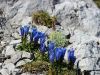 114_03_05bd_svišč_Froelichov_Gentiana_froelichi_IMG_3511a.jpg