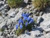 114_03_05be_svišč_Froelichov_Gentiana_froelichi_IMG_3471a.jpg