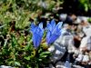 114_03_05bg_svišč_Froelichov_Gentiana_froelichi_IMG_3467a.jpg