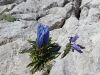 114_03_05bh_svišč_Froelichov_Gentiana_froelichi_IMG_3492a.jpg