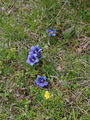 114_03_07bb_Clusijev_svisc_Gentiana_clusii_DSC02100.jpg