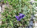 114_03_07cb_Svisc_Clusijev_Gentiana_clusii_2014_07060024.jpg
