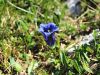 114_03_07cc_svisc_Clusijev_Gentiana_clusii_IMG_2784a.jpg